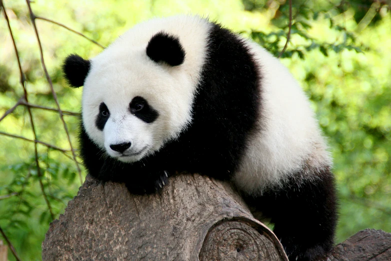 a panda bear is sitting on the trunk