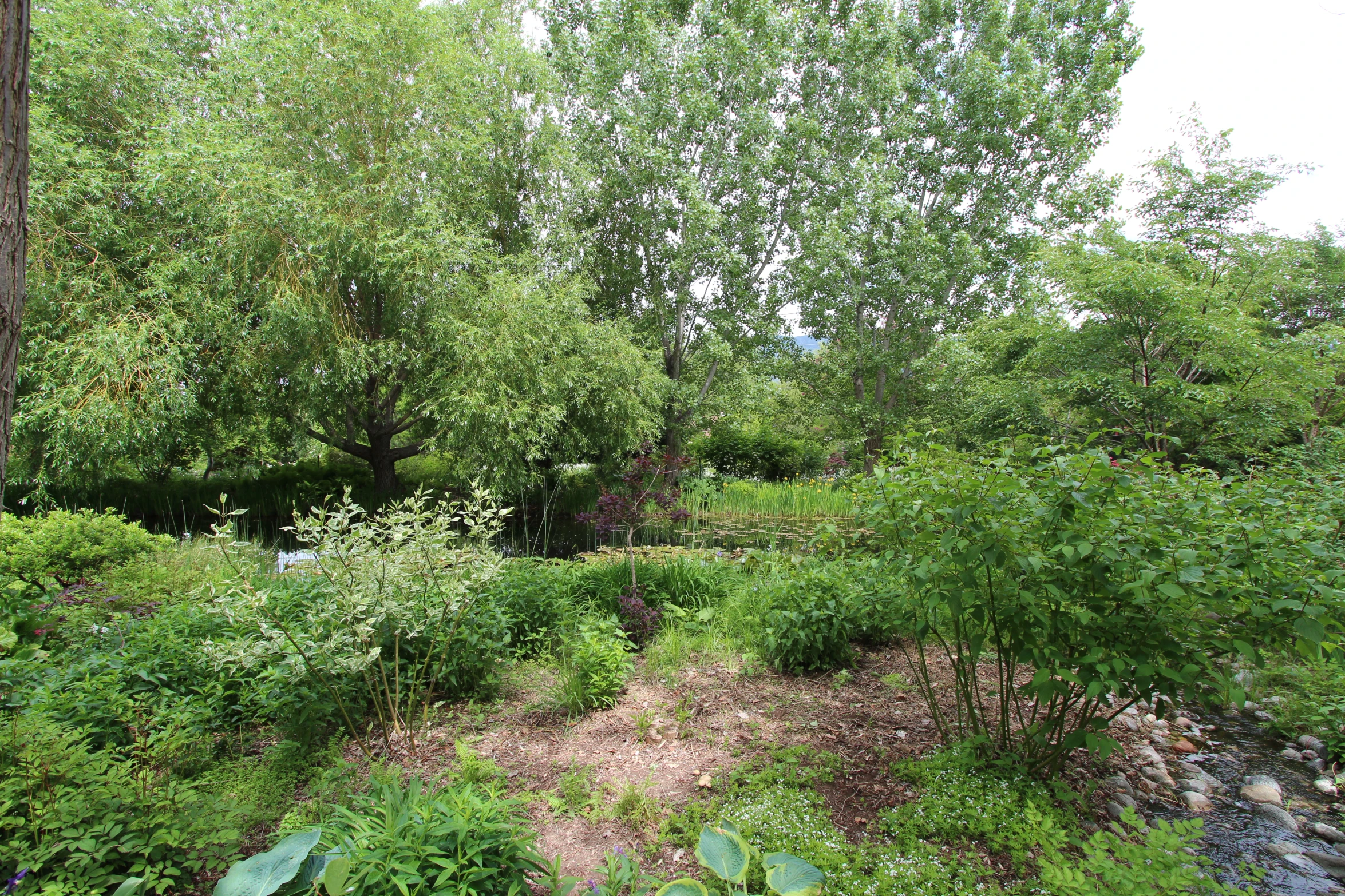 a green grass field next to a forest covered in trees