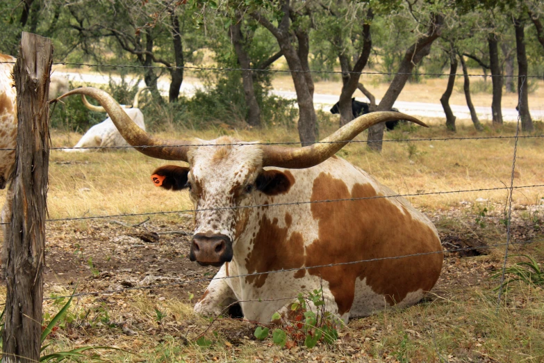 an image of a cow that is relaxing by himself