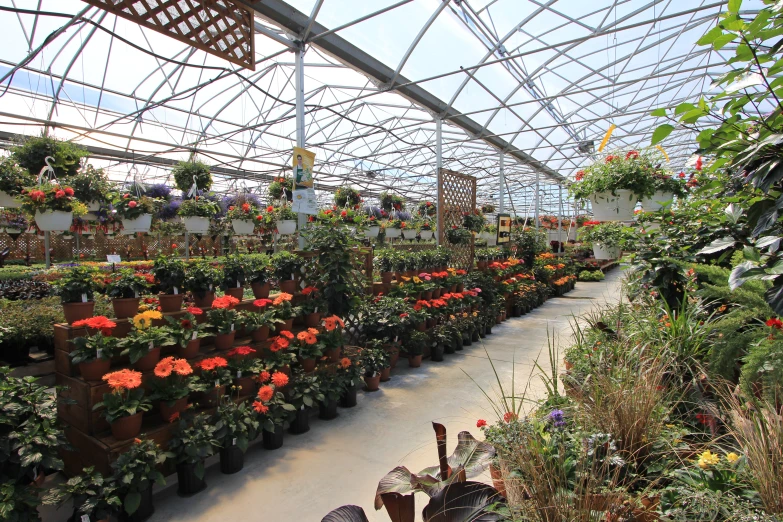 many plants with flowers are inside a large greenhouse