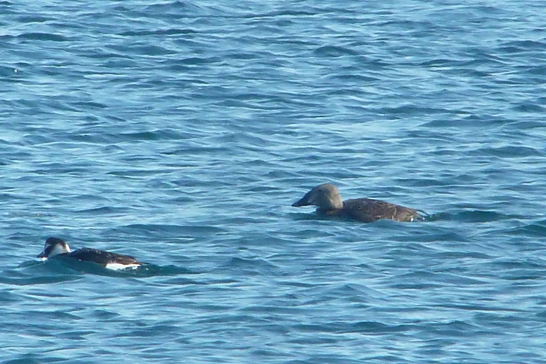 a couple of ducks floating on top of a body of water