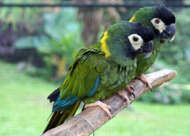 two parrots are sitting on a nch with grass behind them