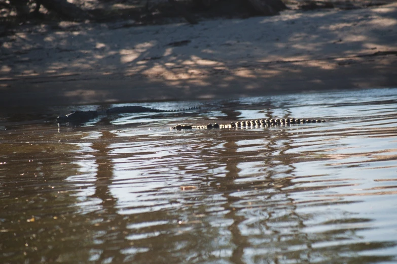 small pool of water with various birds on it