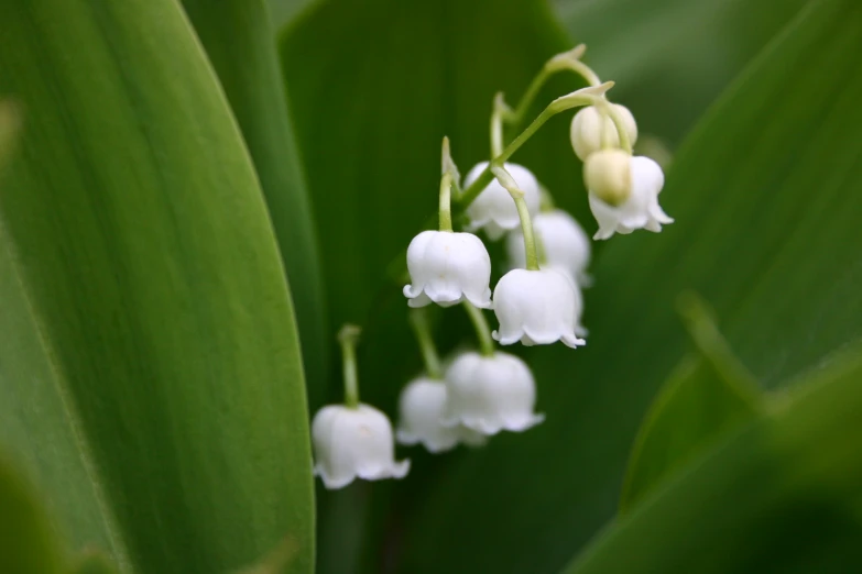 some flowers in the middle of a green leaf