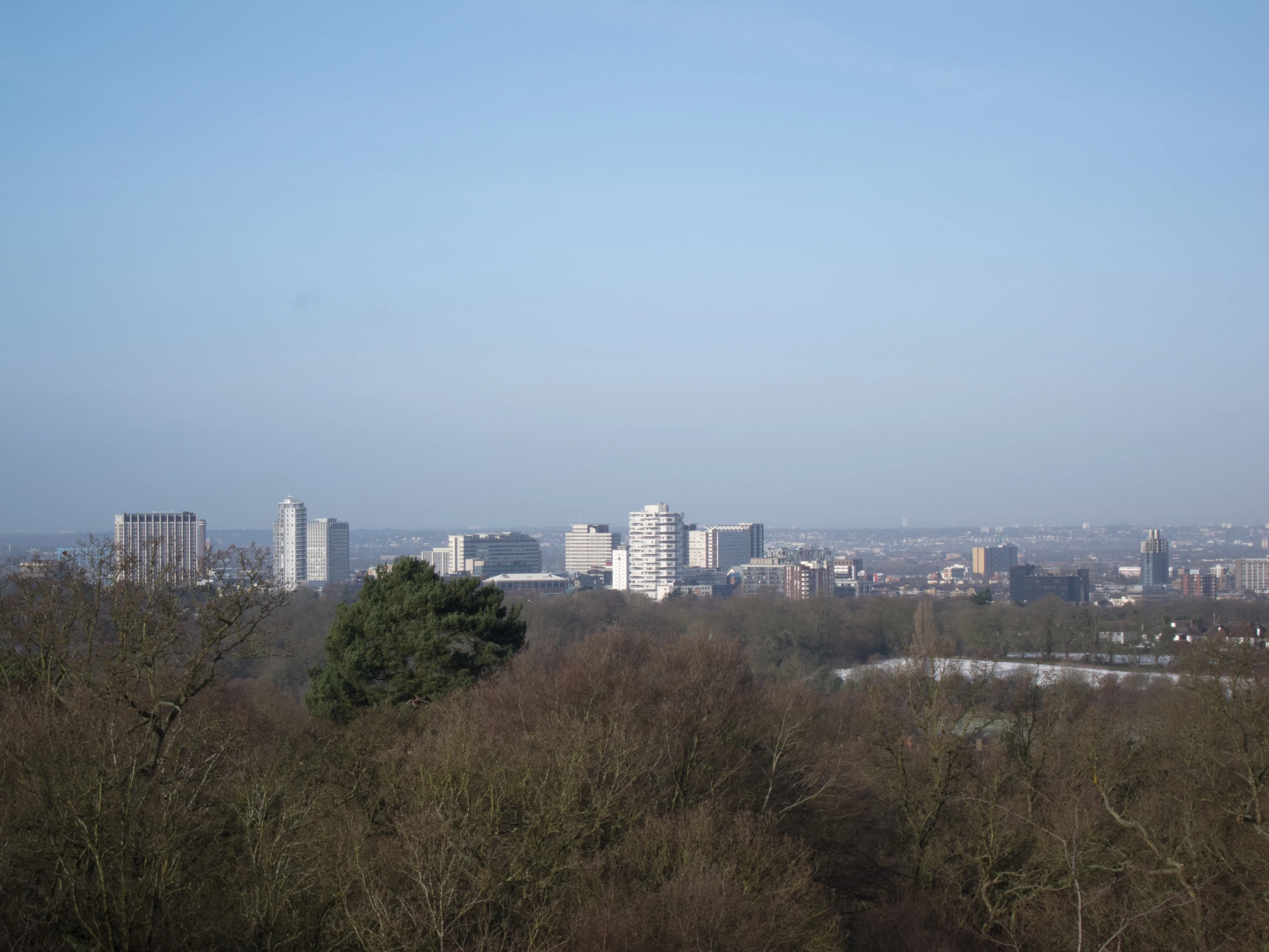 the city in the distance is visible through tall trees