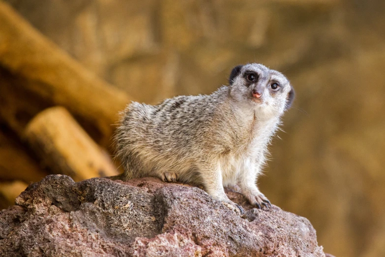 a close up of a animal on a rock