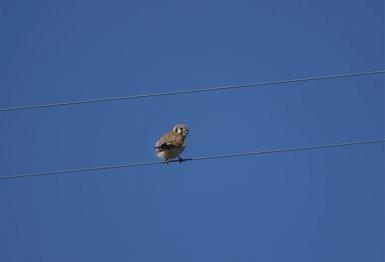 an owl is sitting on a wire and staring