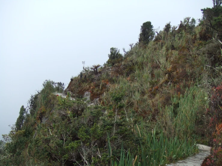 a bench sits on the side of a grassy hill