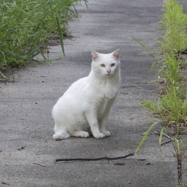 a white cat sits on the concrete road