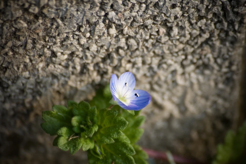 a flower that is growing on some grass