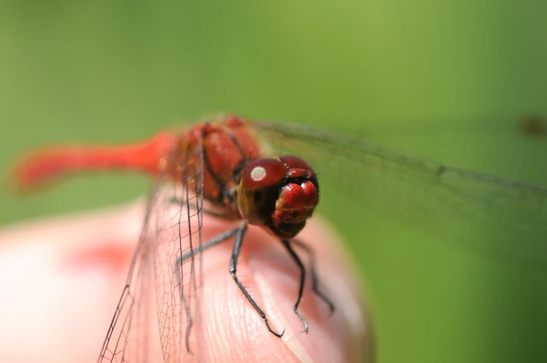 two red dragonflies sitting on top of someone's fingers