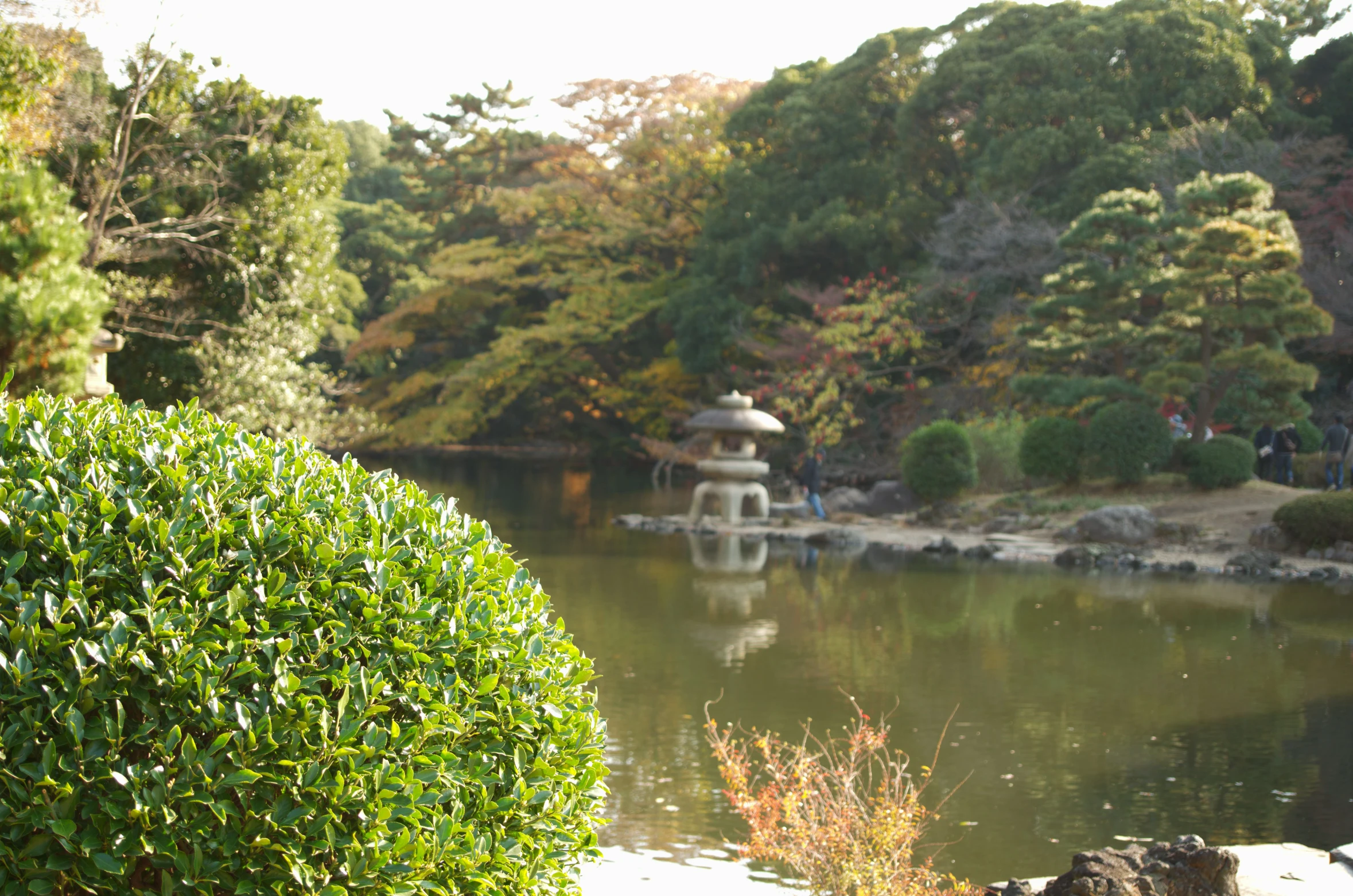 a small pond surrounded by trees with water features in it