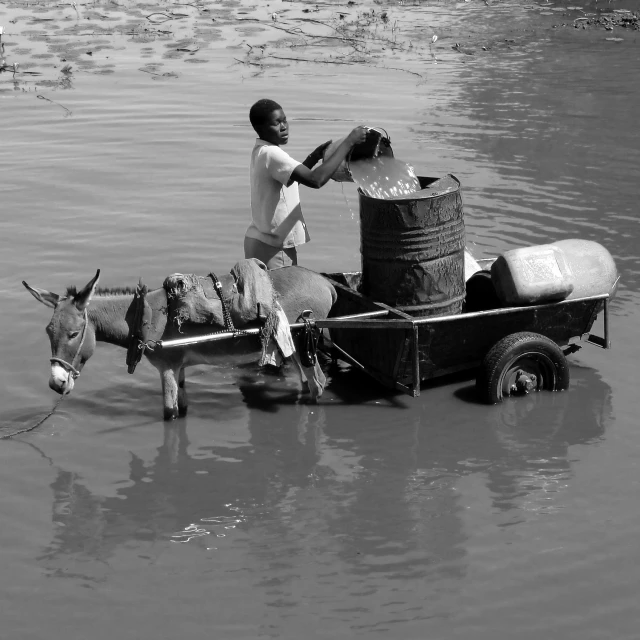 a man is milking a cow on a cart in the water