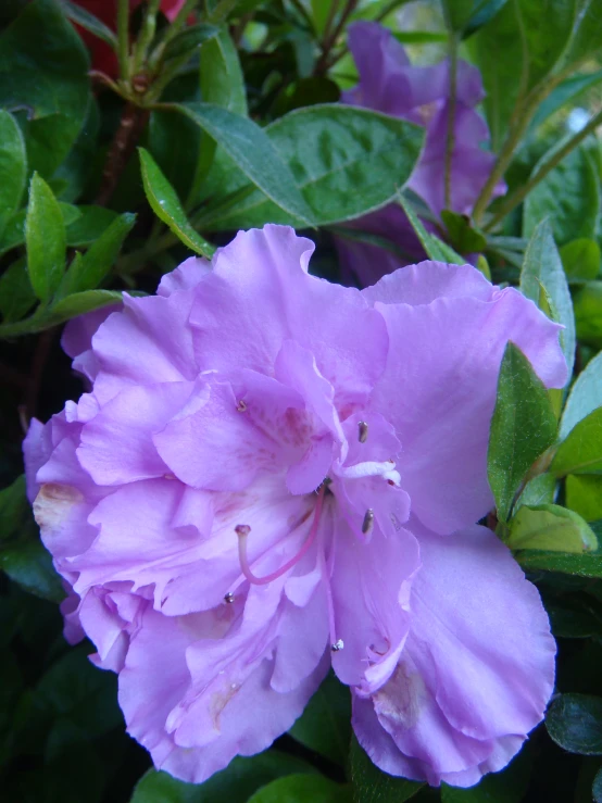 a single purple flower with green leaves in the background