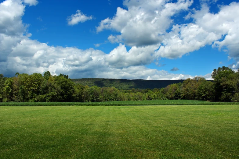 a lush green field with some trees in the background