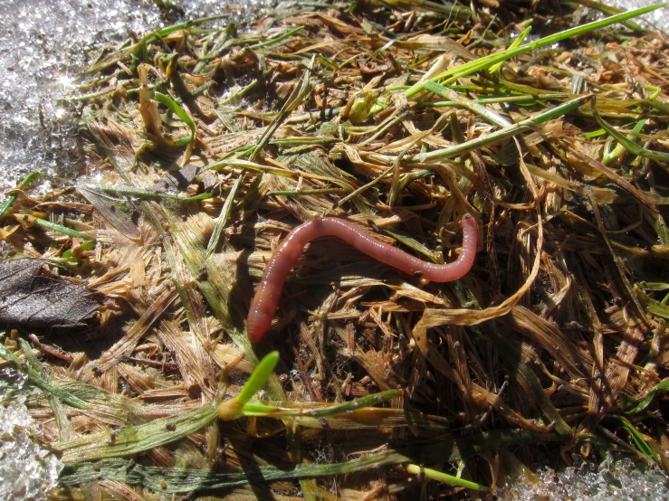 a worm on some grass next to soing yellow