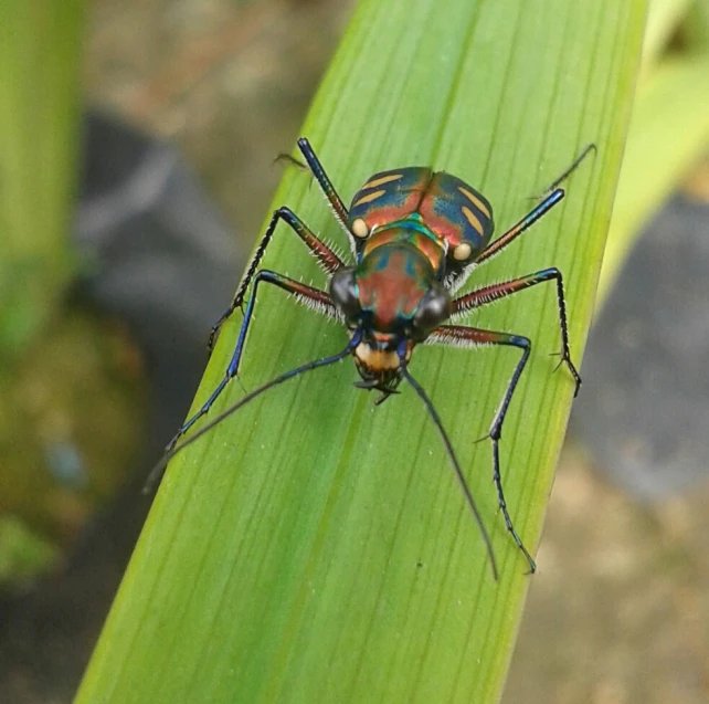 a beetle sitting on top of a green leaf