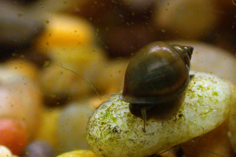 a snail that is sitting on a small apple