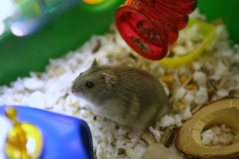 there is a hamster that is inside a small cage