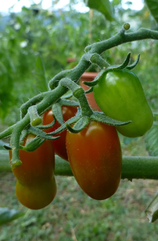 some tomatoes growing on the nches of a tomato tree