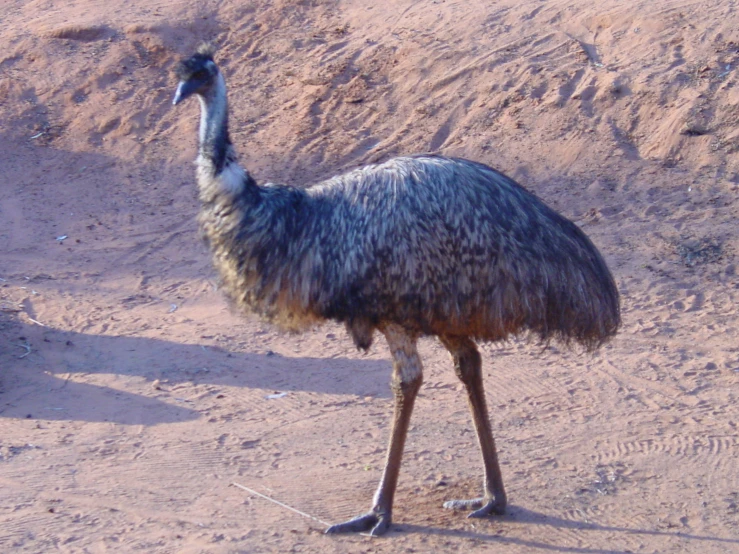 an ostrich stands in the dirt by itself