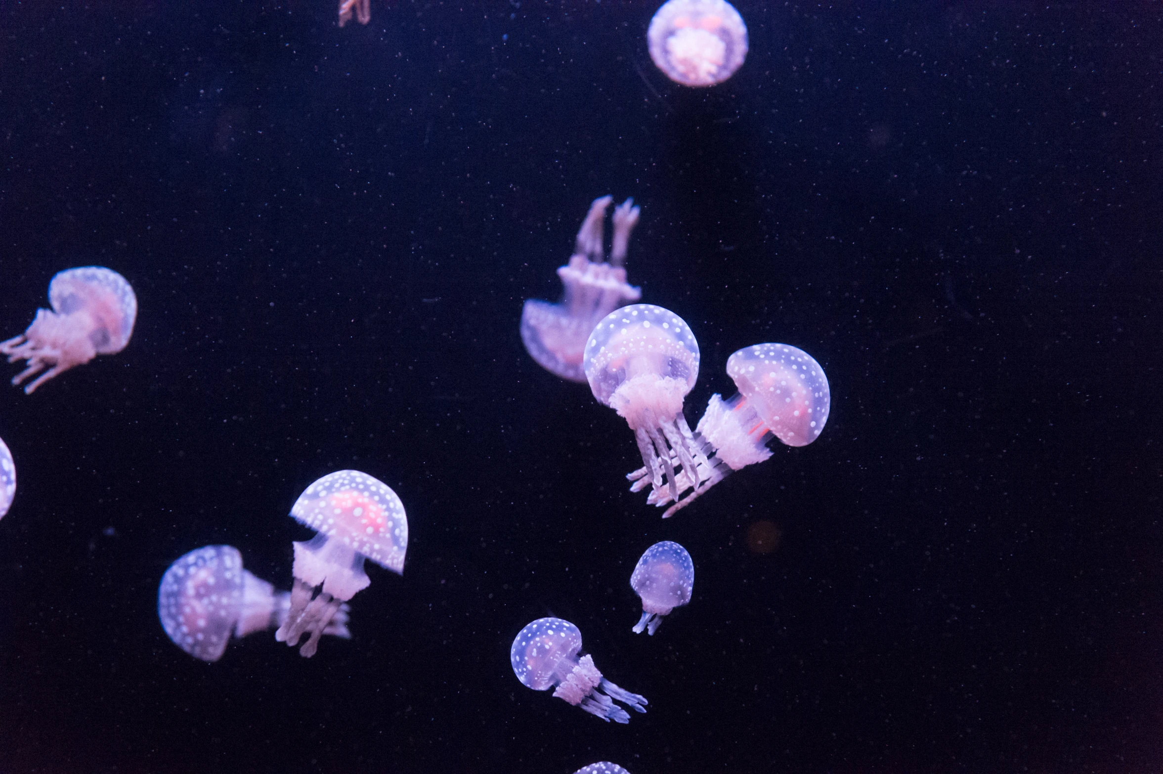 a group of jellyfish swimming in a water tank