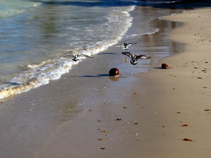 ducks and their babies on the shore of an ocean