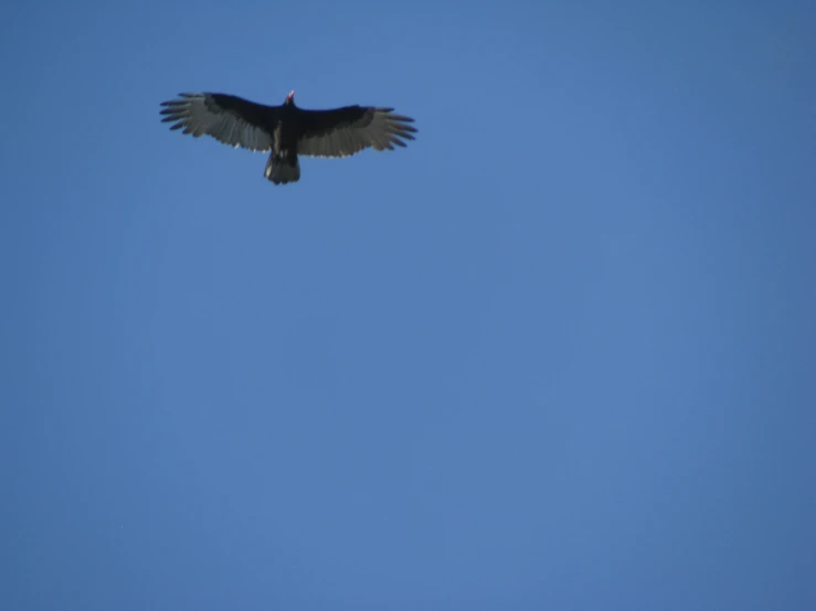 a black bird soaring in a blue sky