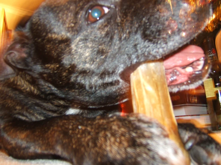a dog is licking a wooden stick with its mouth