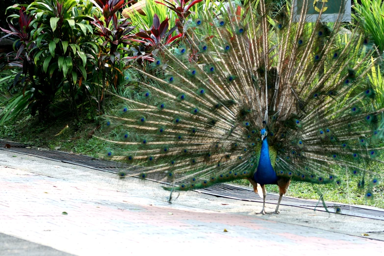 a blue bird with a feathered tail walking on the pavement