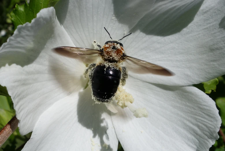 a fly on a white flower and green leaves