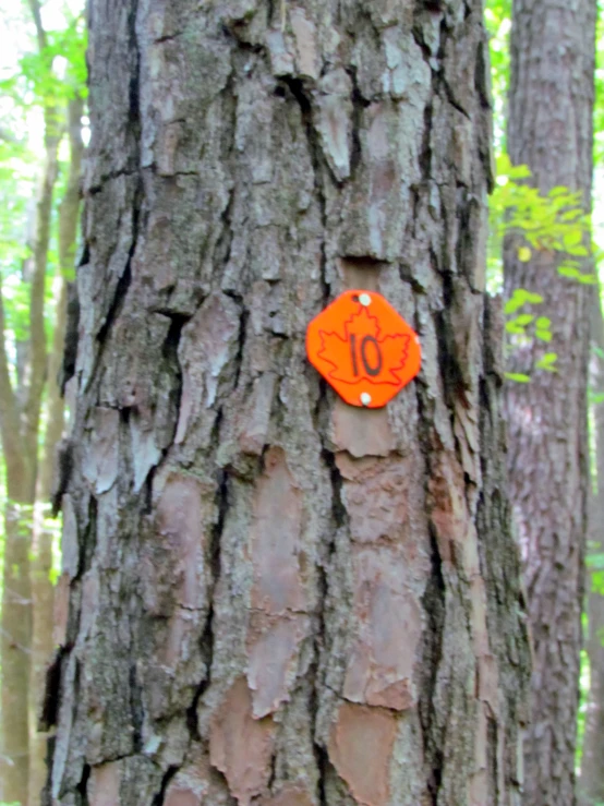 an orange sign placed on the bark of a tree