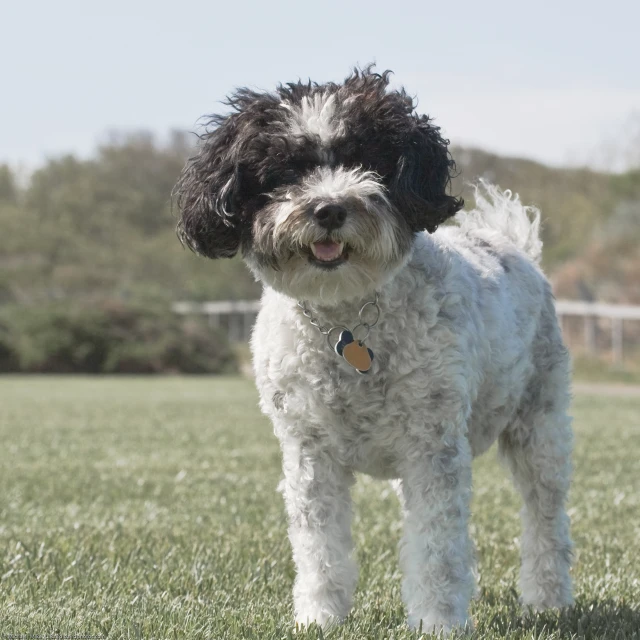 a black and white poodle standing in the grass