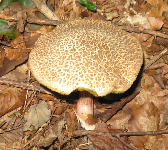 a big mushroom with holes all over it is in the ground