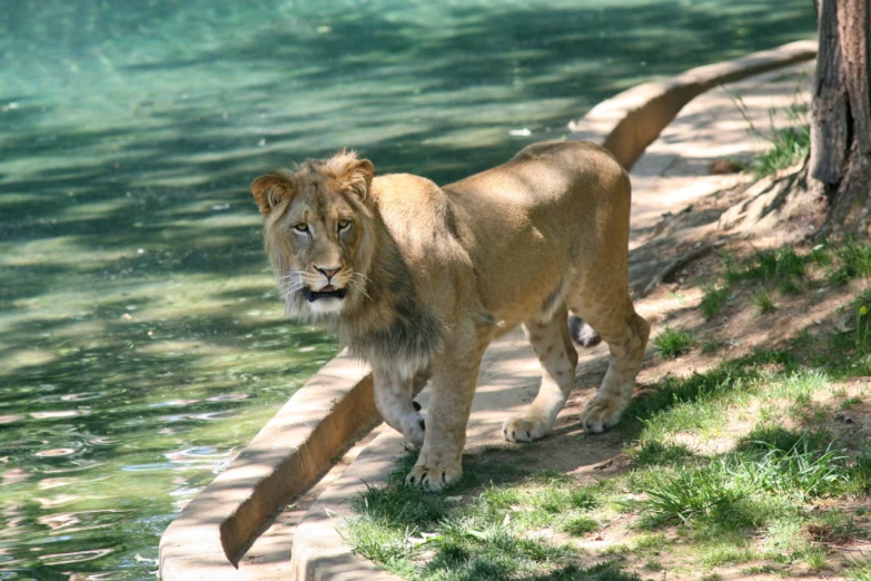 a large adult lion walks along the edge of the lake