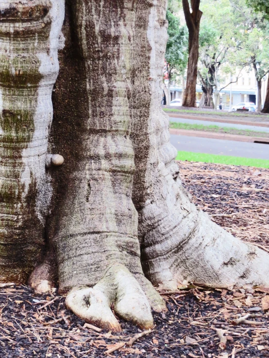 the tree has very large bare legs on it