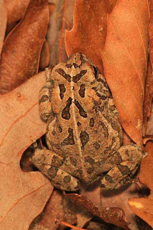 a small frog is sitting among several leaves