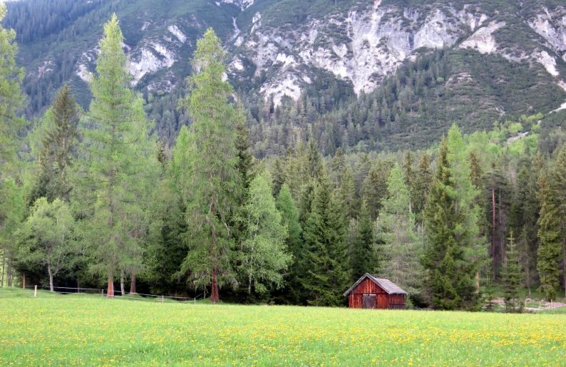 an alpine pasture with a mountain behind it