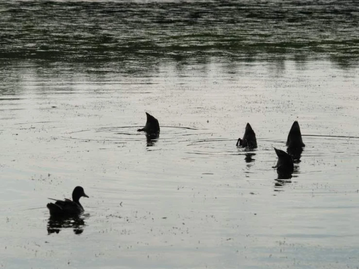 several ducks swimming on top of a lake