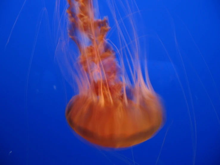 a large orange jellyfish in the blue water