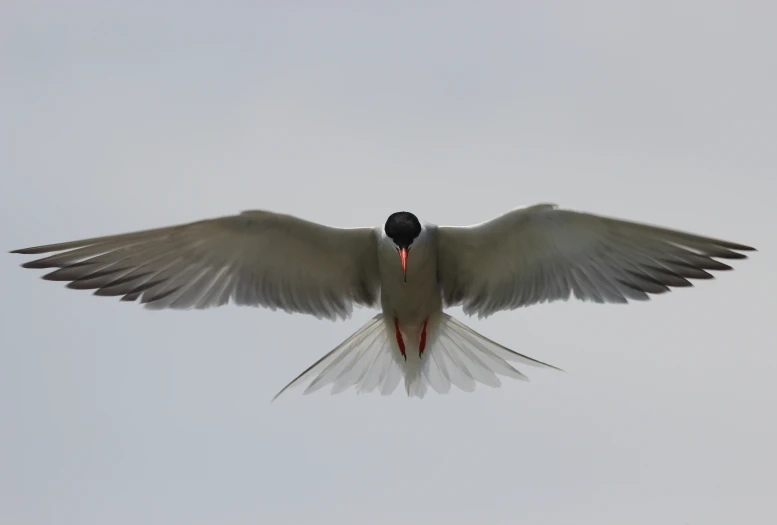 a white bird with black head is flying