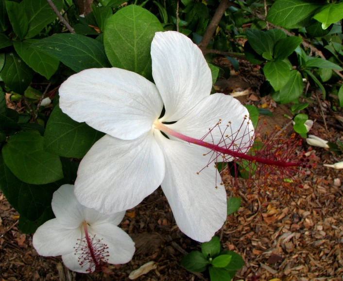 a flower sits next to leaves and twigs