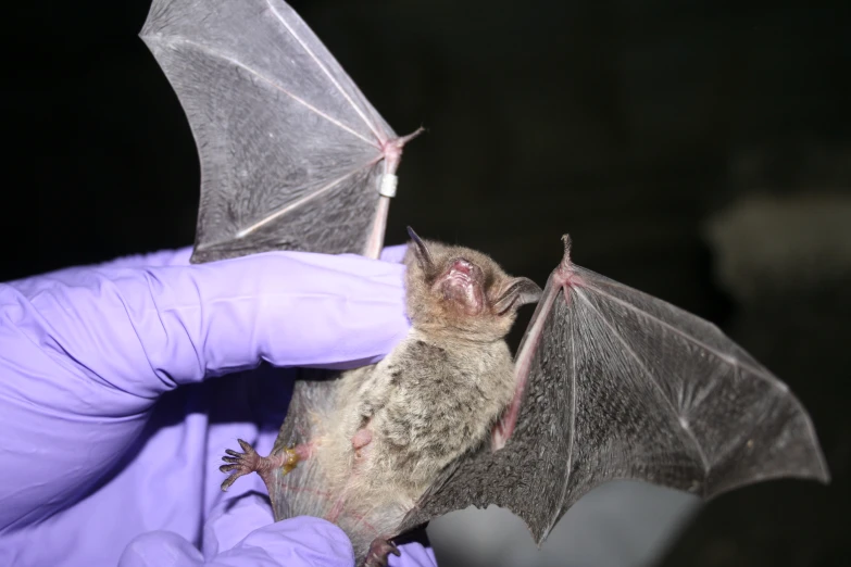 the person is holding the bat with one paw and hands