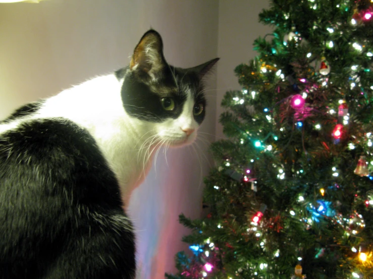 black and white cat near a christmas tree