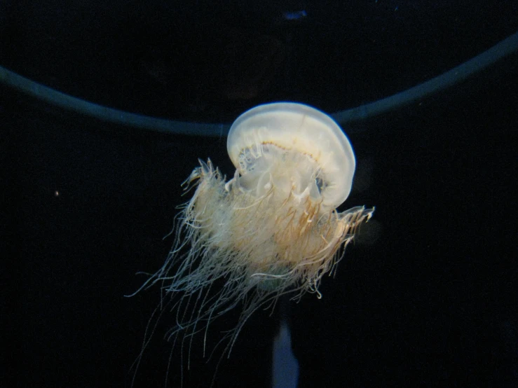 a jelly fish sitting on top of the ocean floor