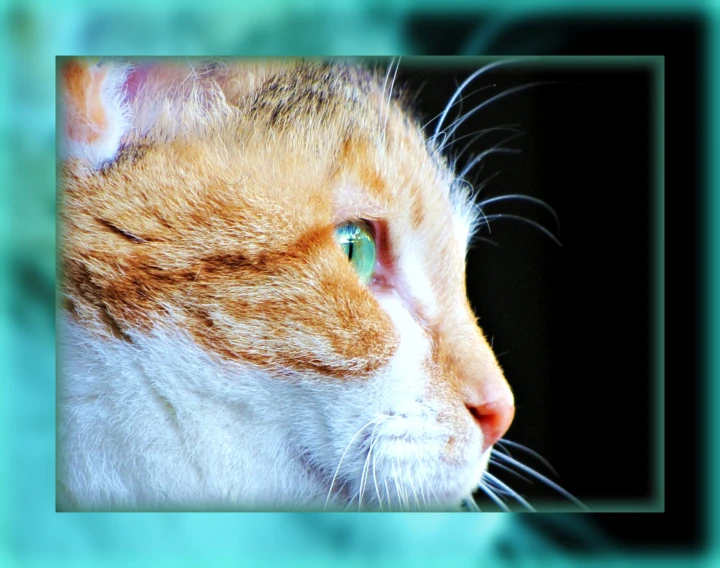 a cat looking into the distance with a black background