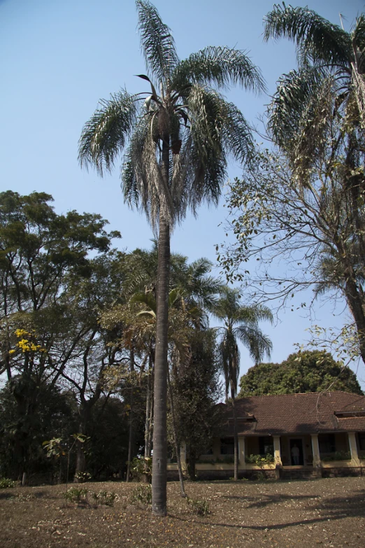 a house and palm trees near some dirt