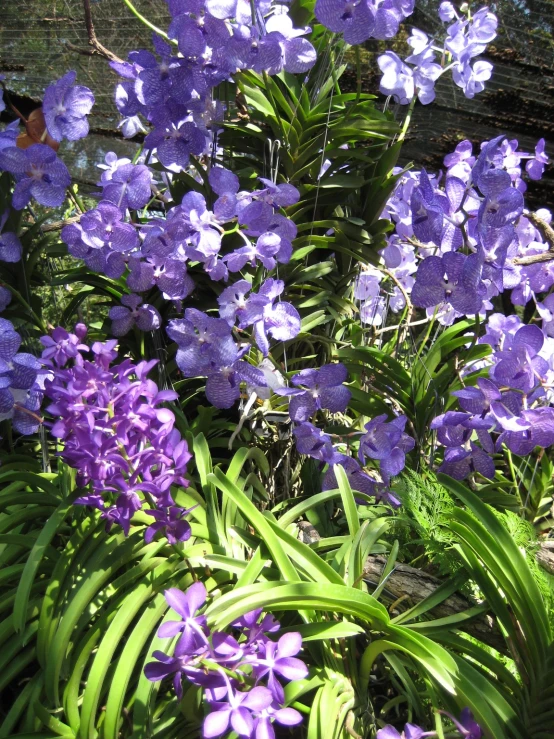 purple flowers in a garden with green leaves