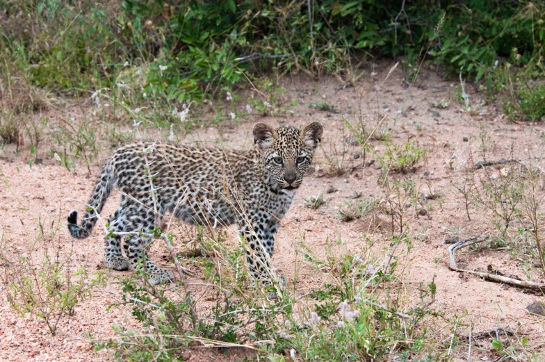 the young cub is walking through the brush