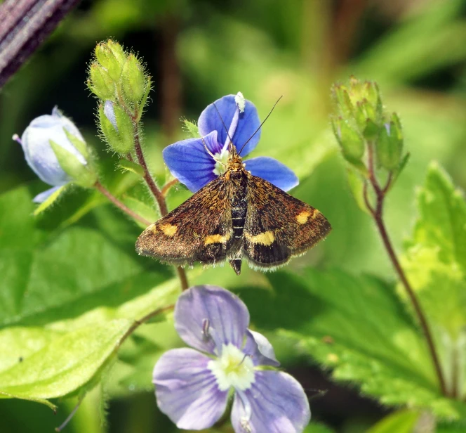 a brown and white erfly sitting on top of blue flowers